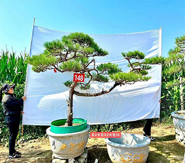 造型黑松，造型油松