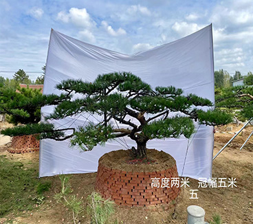 园林绿化，别墅风景