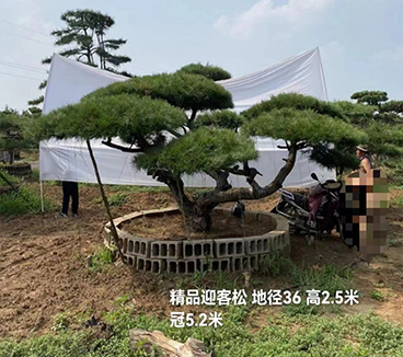 市政工程，小区绿化