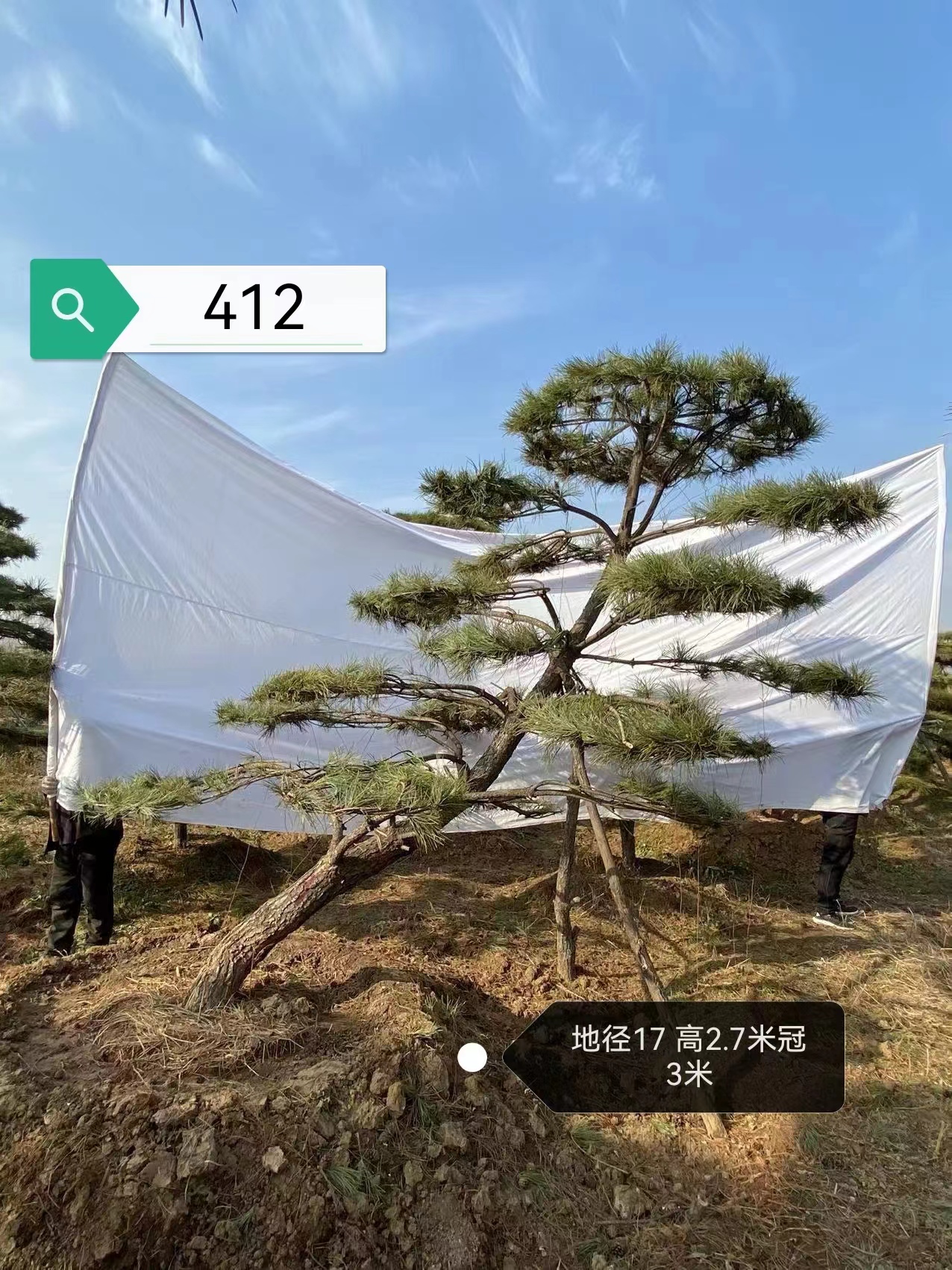 山东造型油松基地
