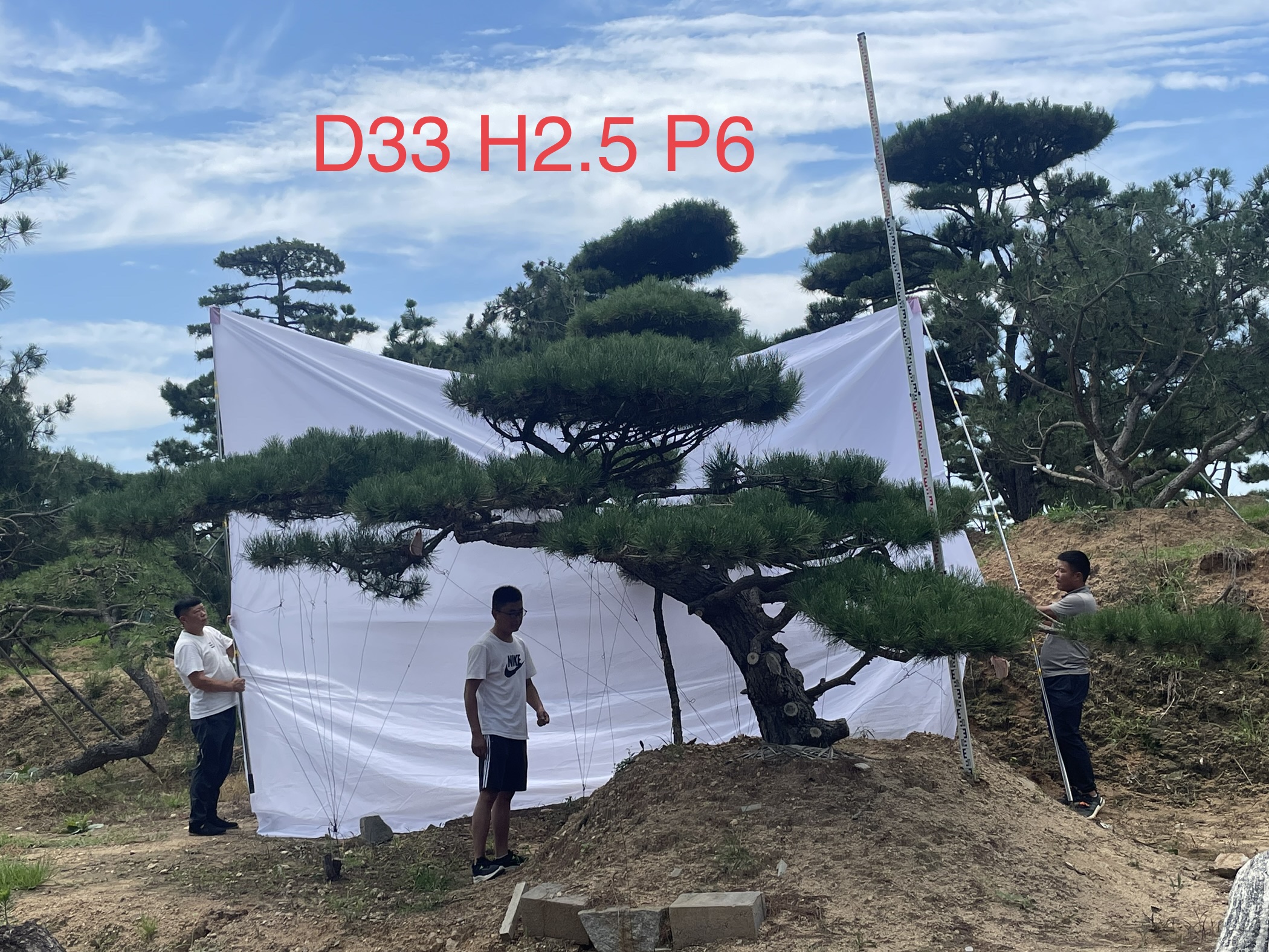 莱芜造型松基地