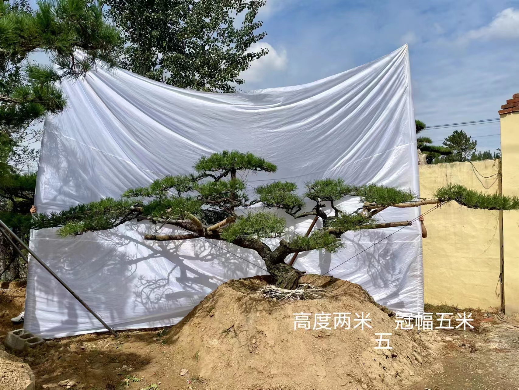 造型松基地