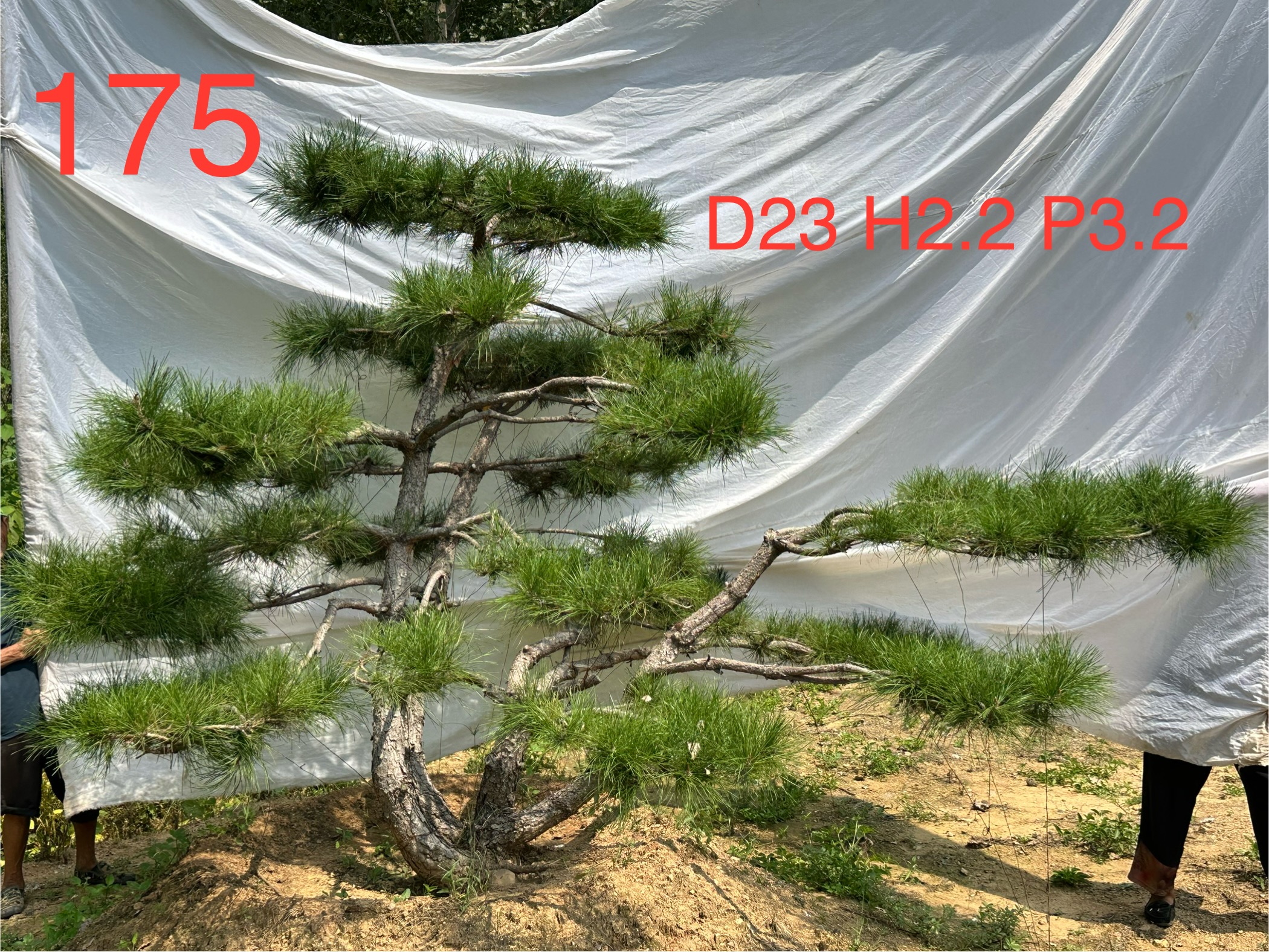 斌一万175.jpg