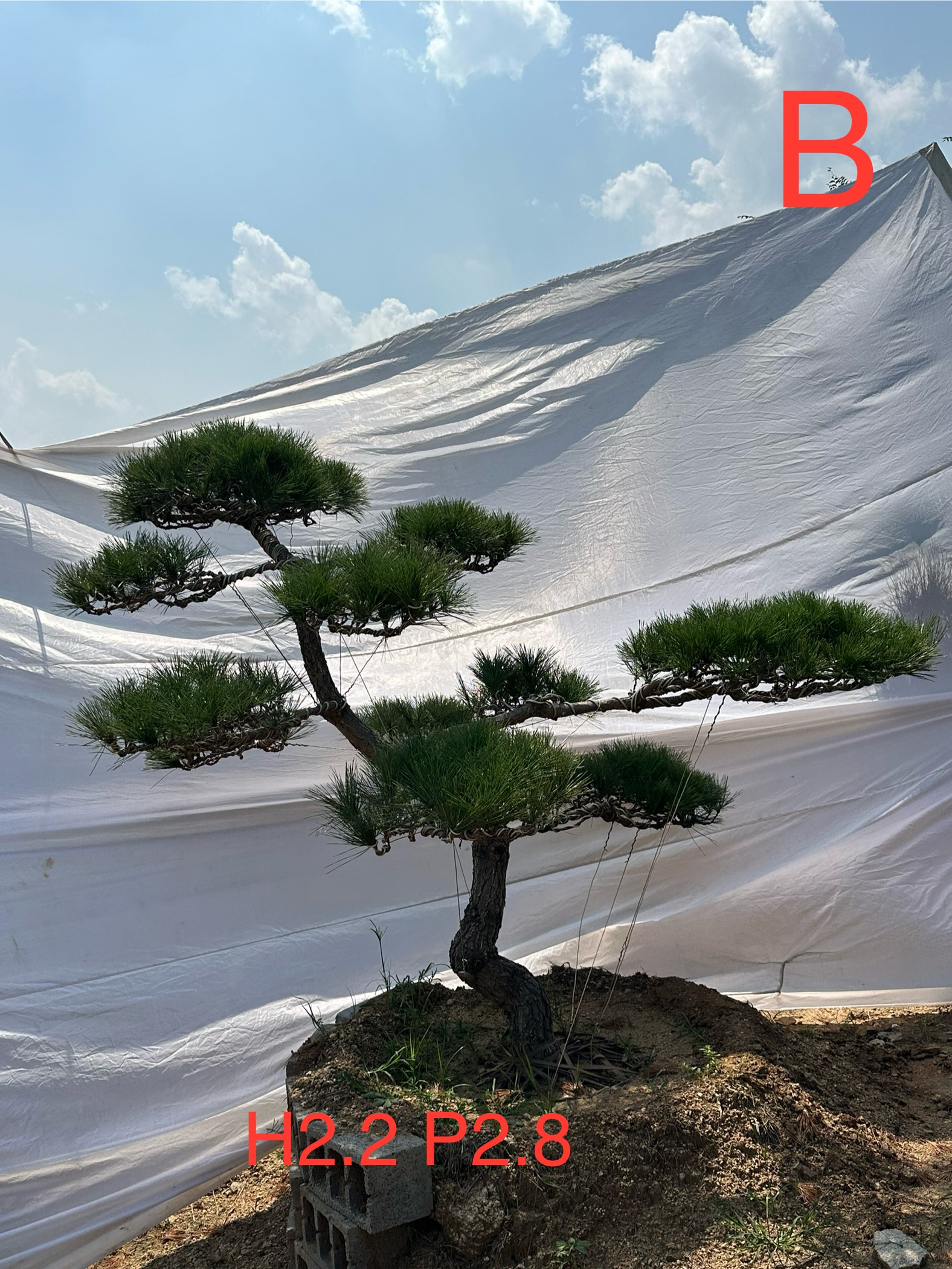 莱芜造型松基地