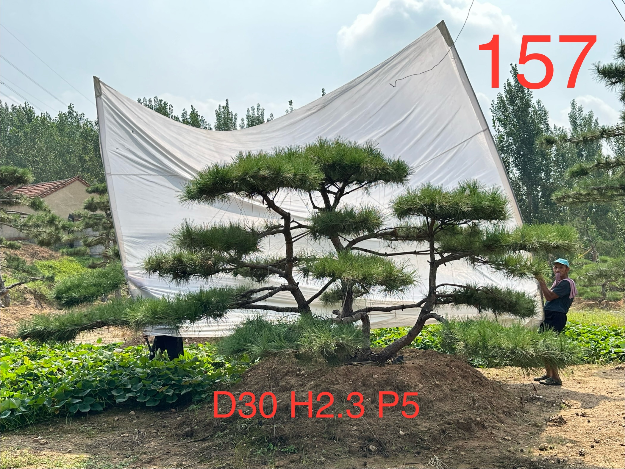 莱芜造型景观松基地