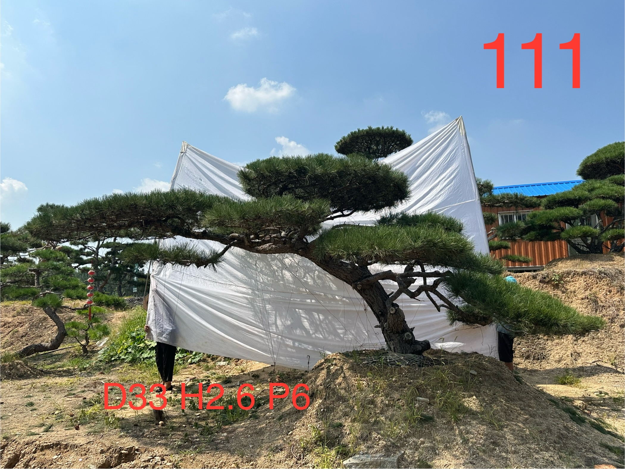 斌十一万111.jpg