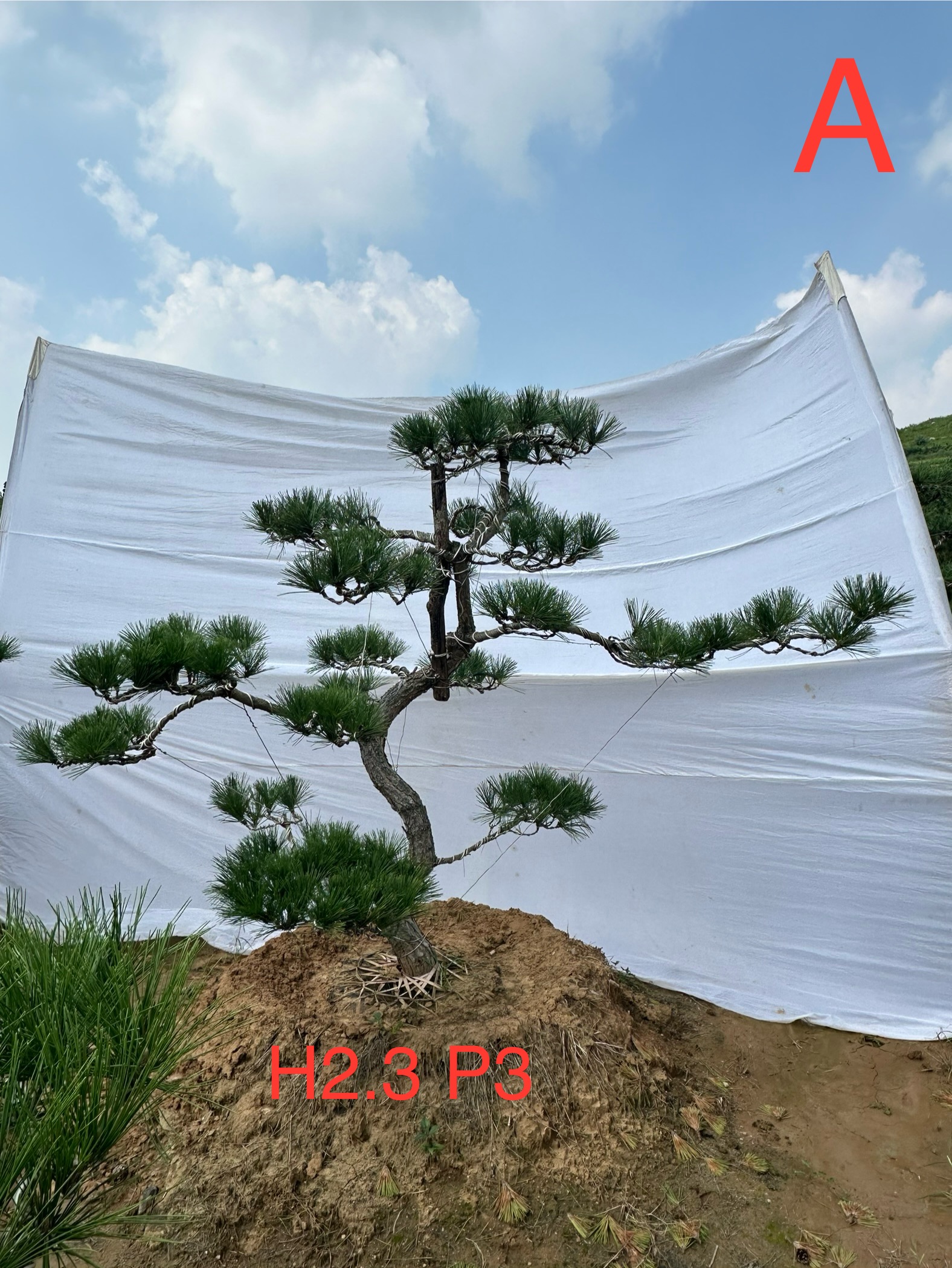 造型松树