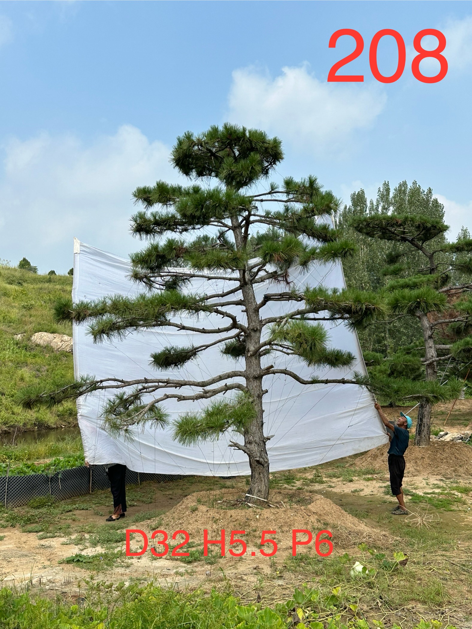 造型松树