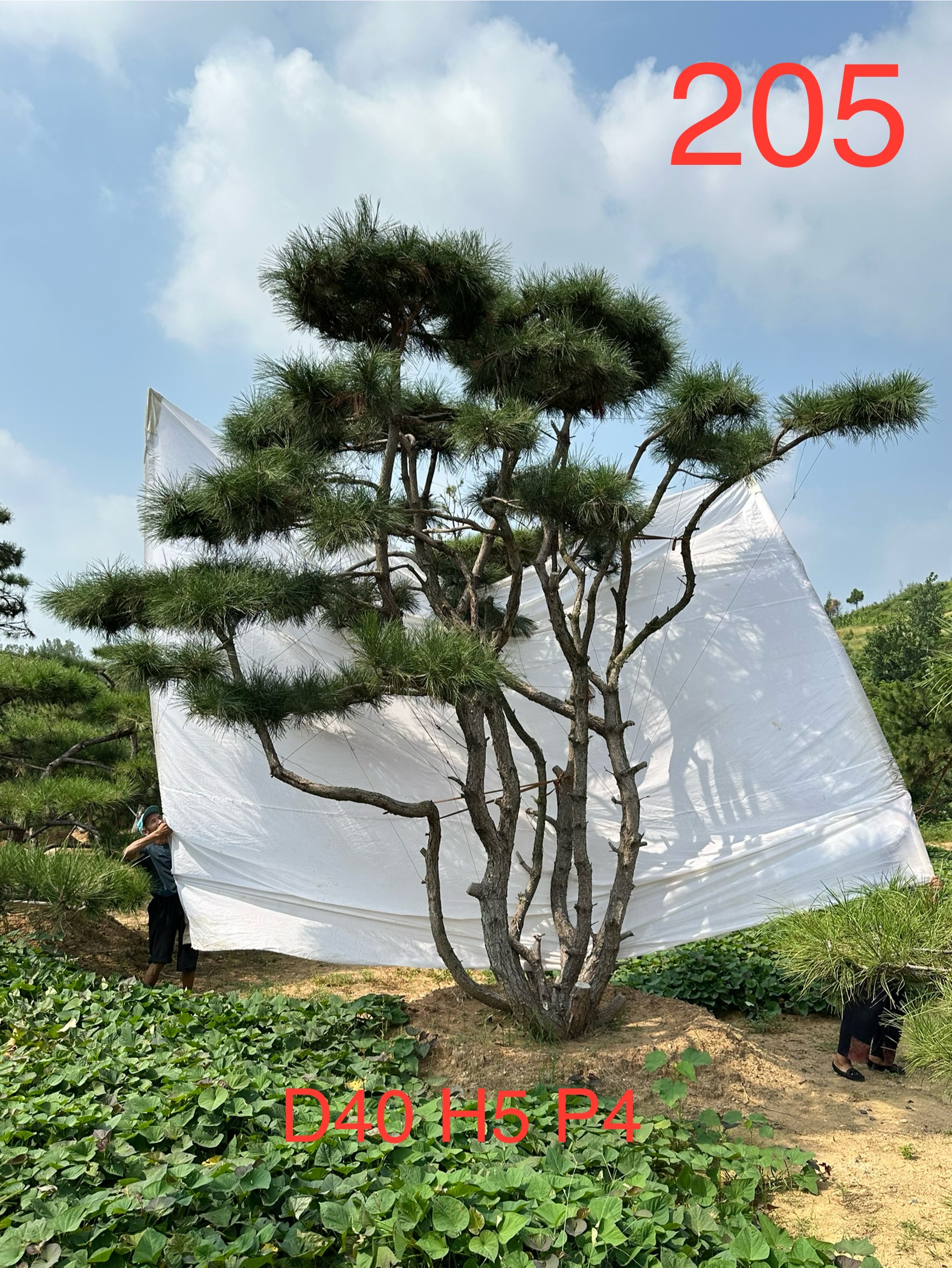 斌一万七205.jpg