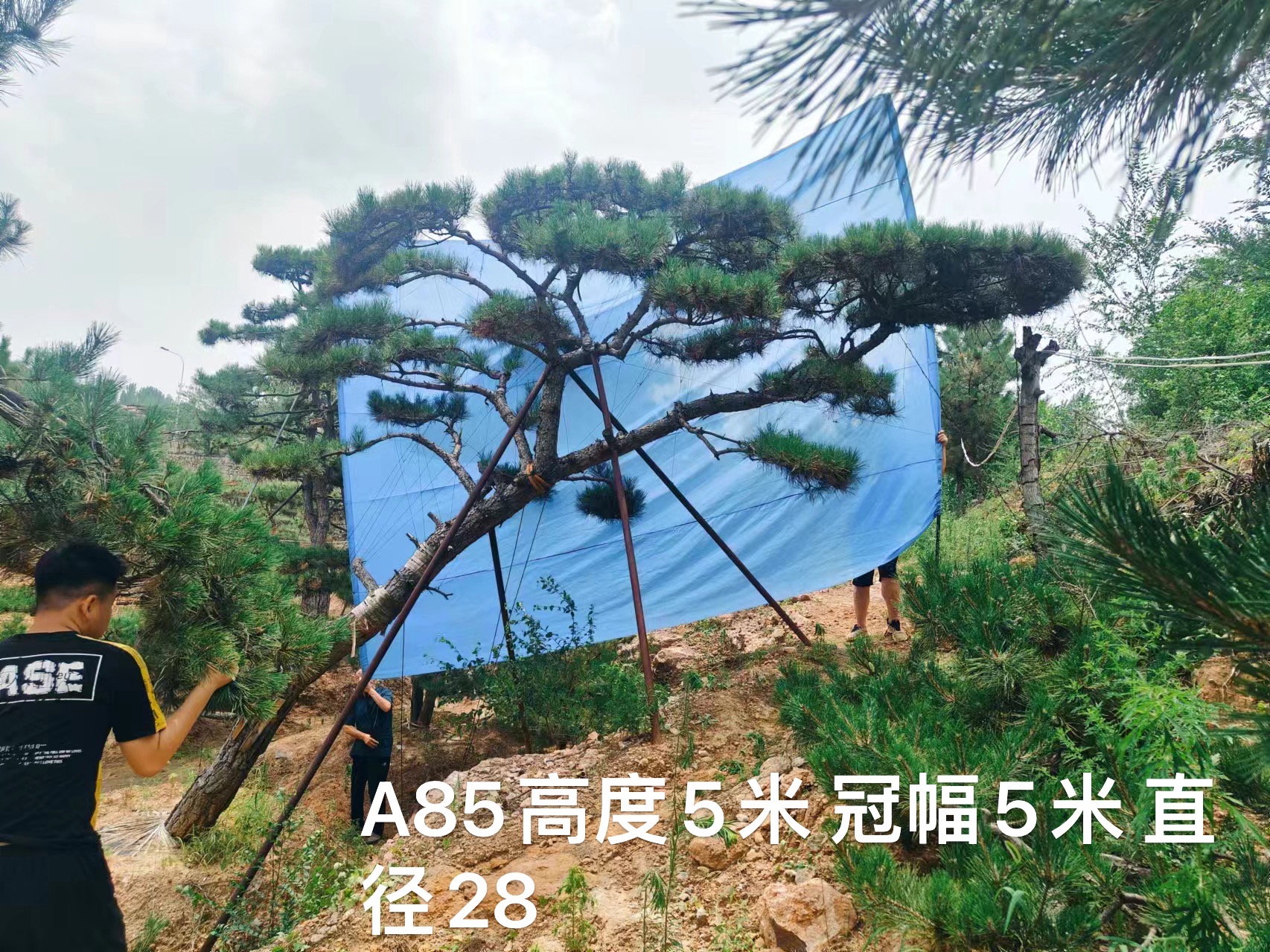 公园造型树