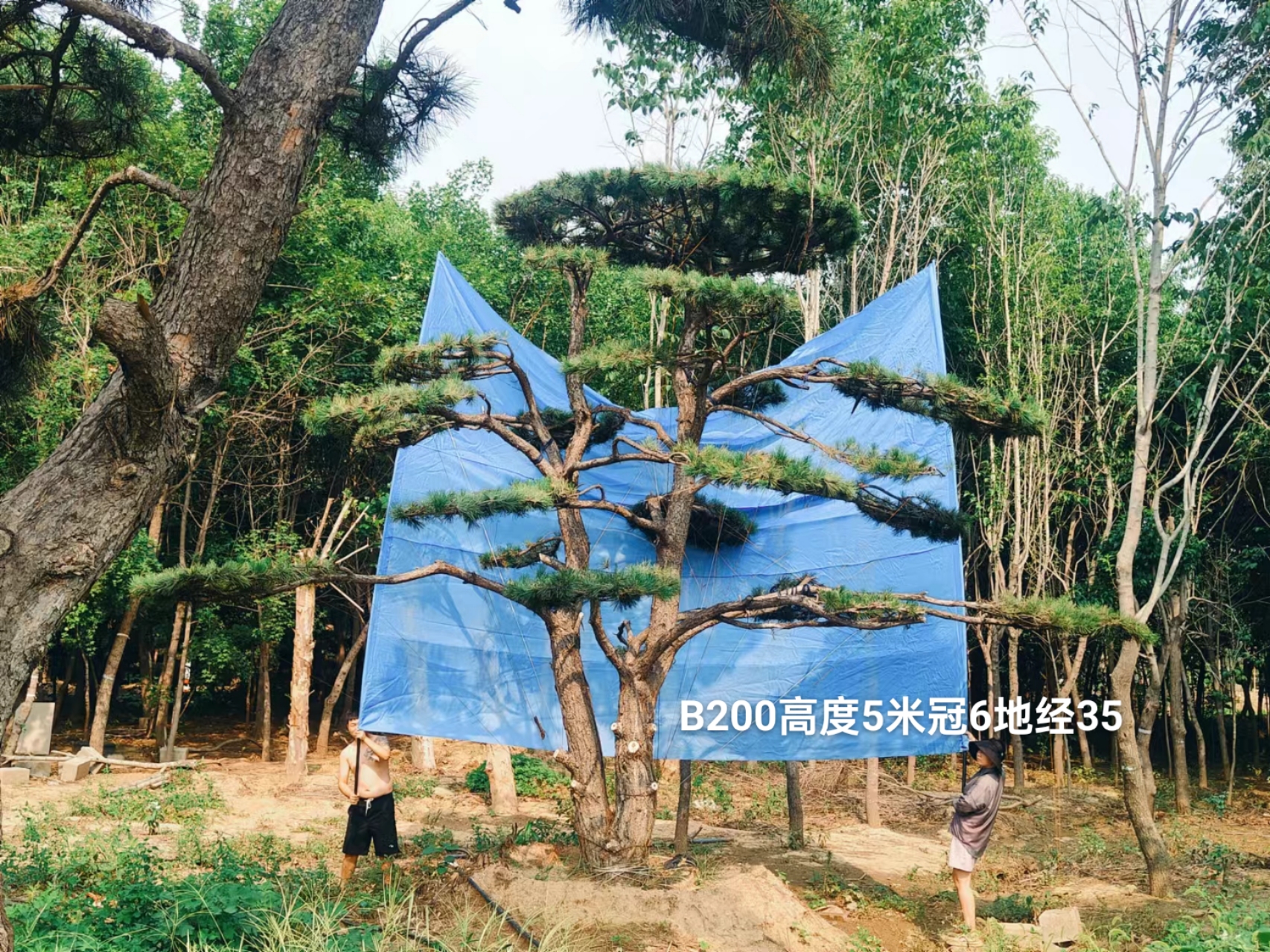 工程精品造型树