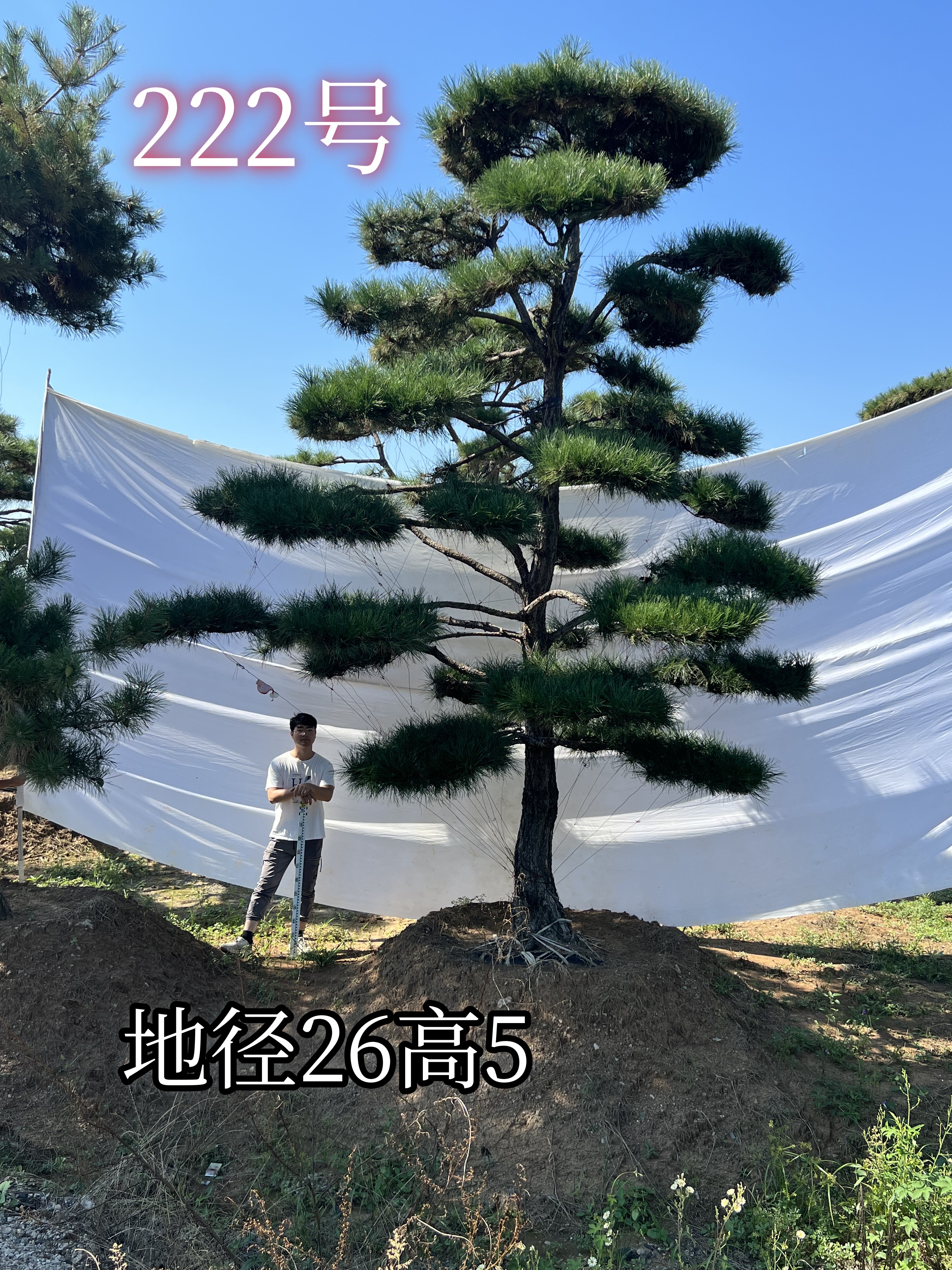 超两万222.jpg