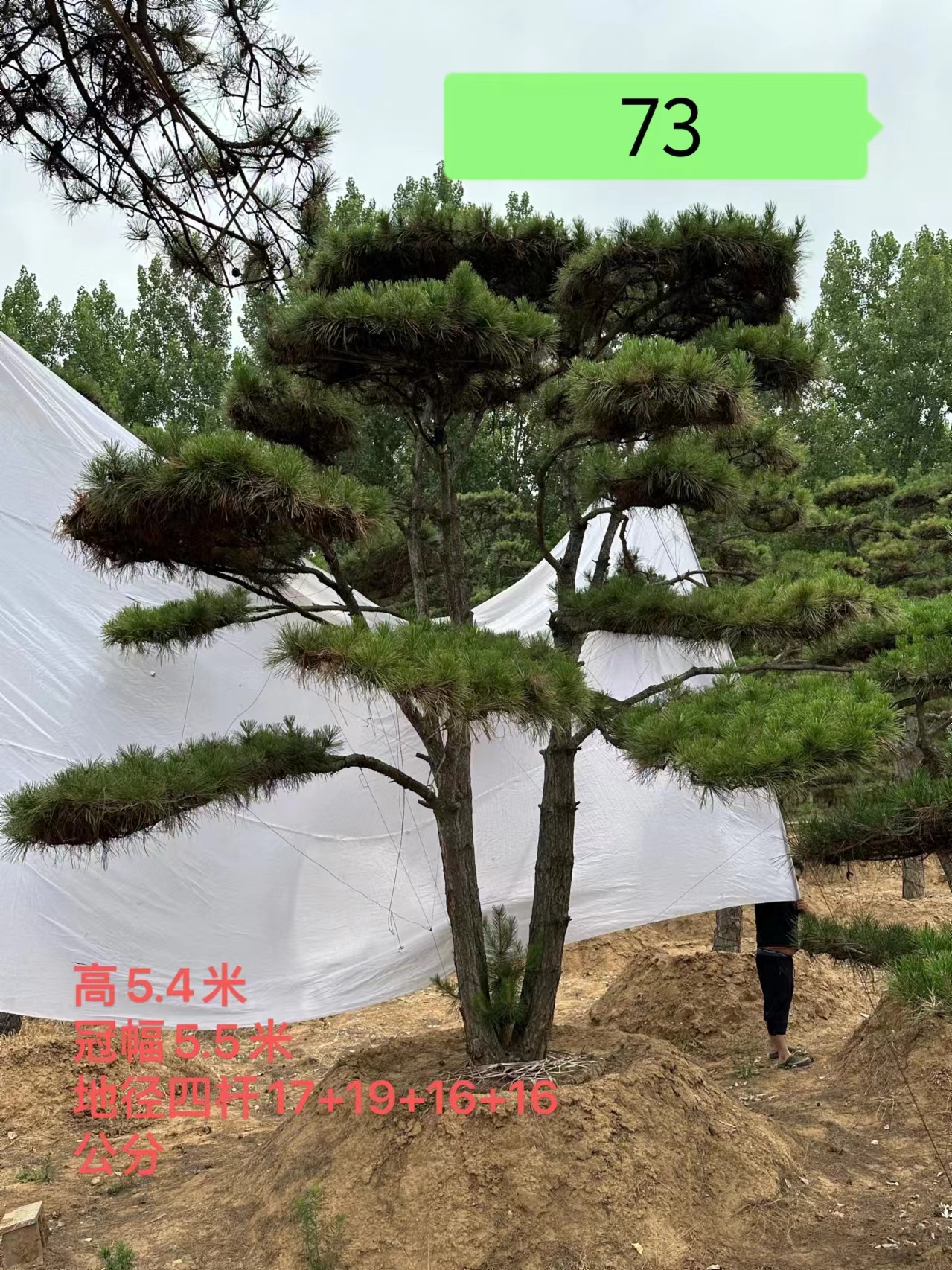 校园造型松树