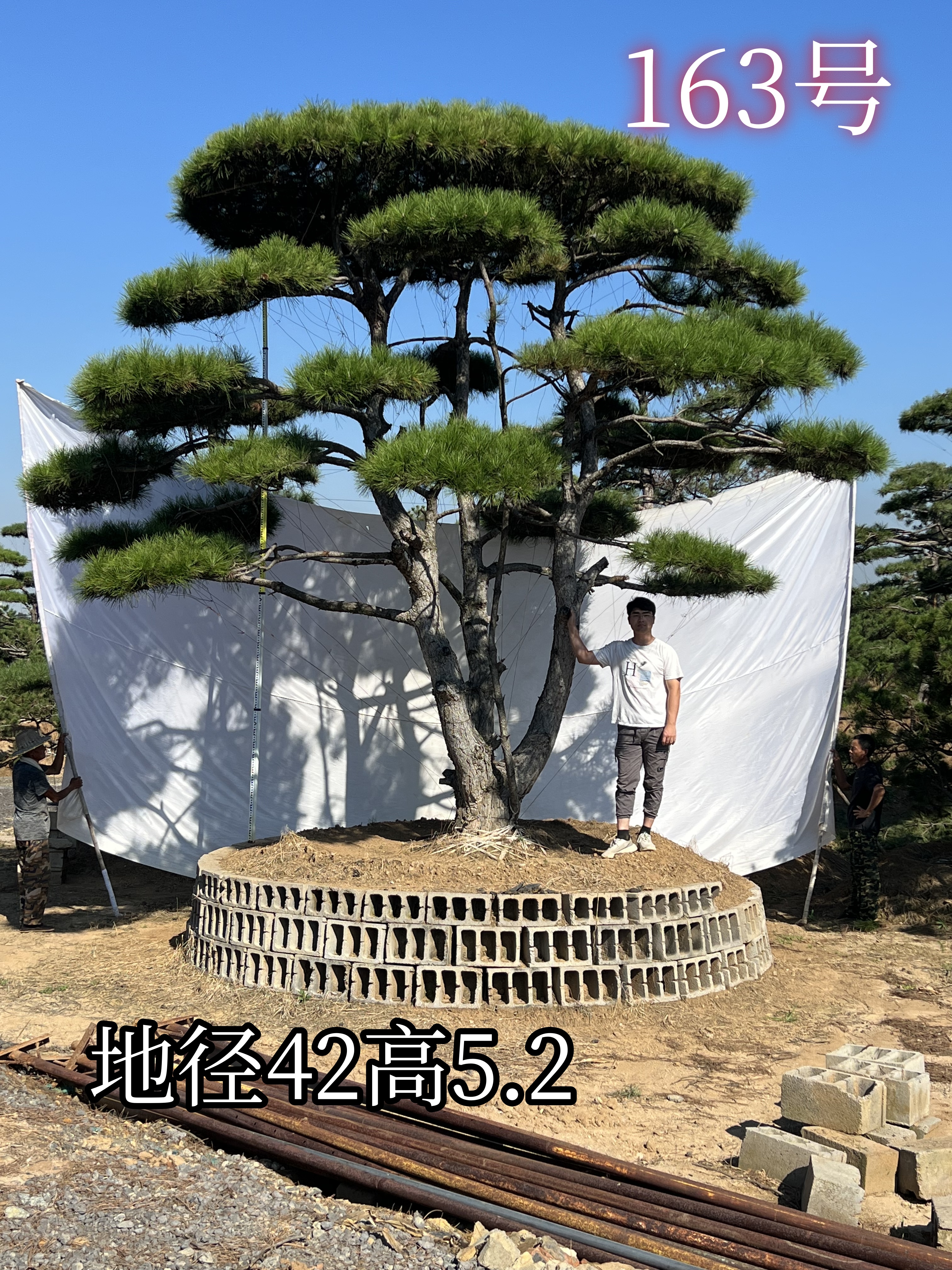 应该如何选择造型松树
