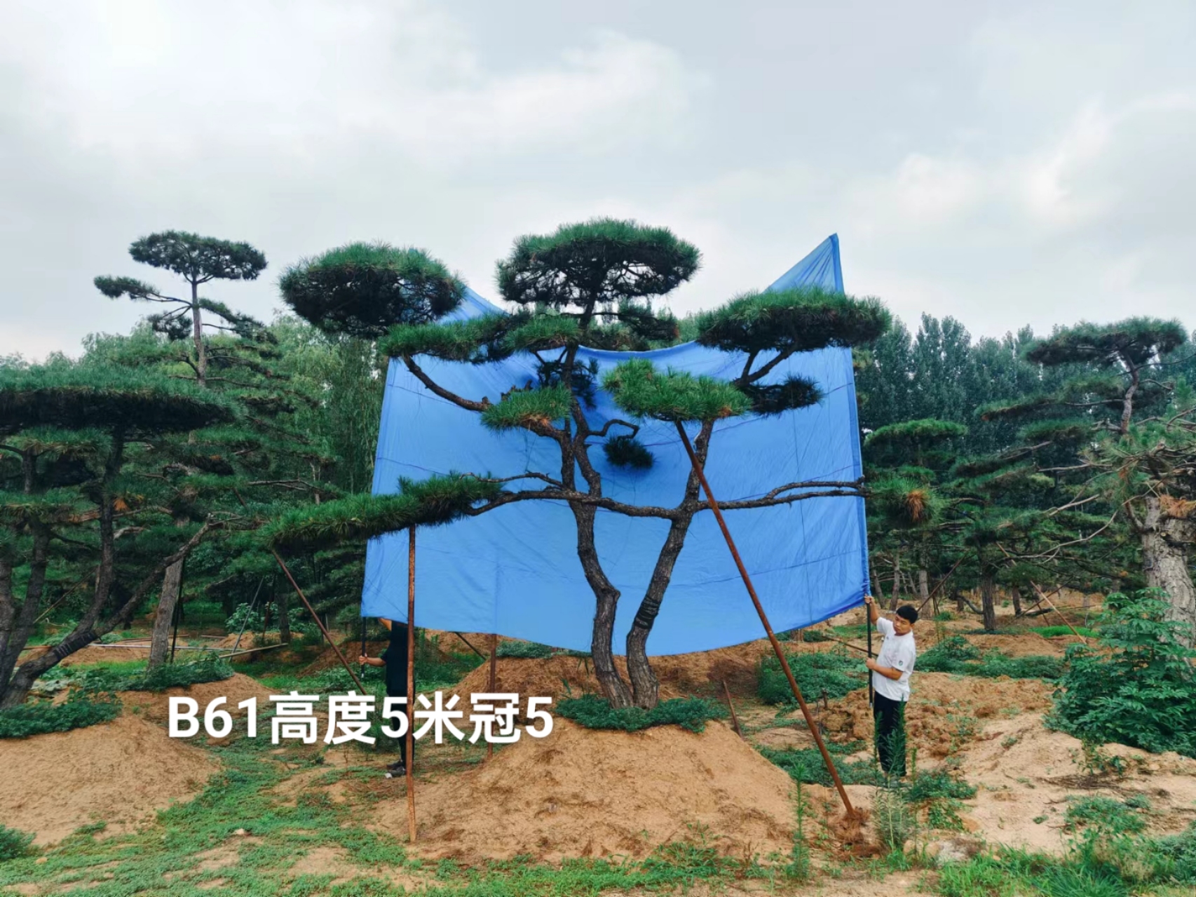 耿斌两万二B61.jpg