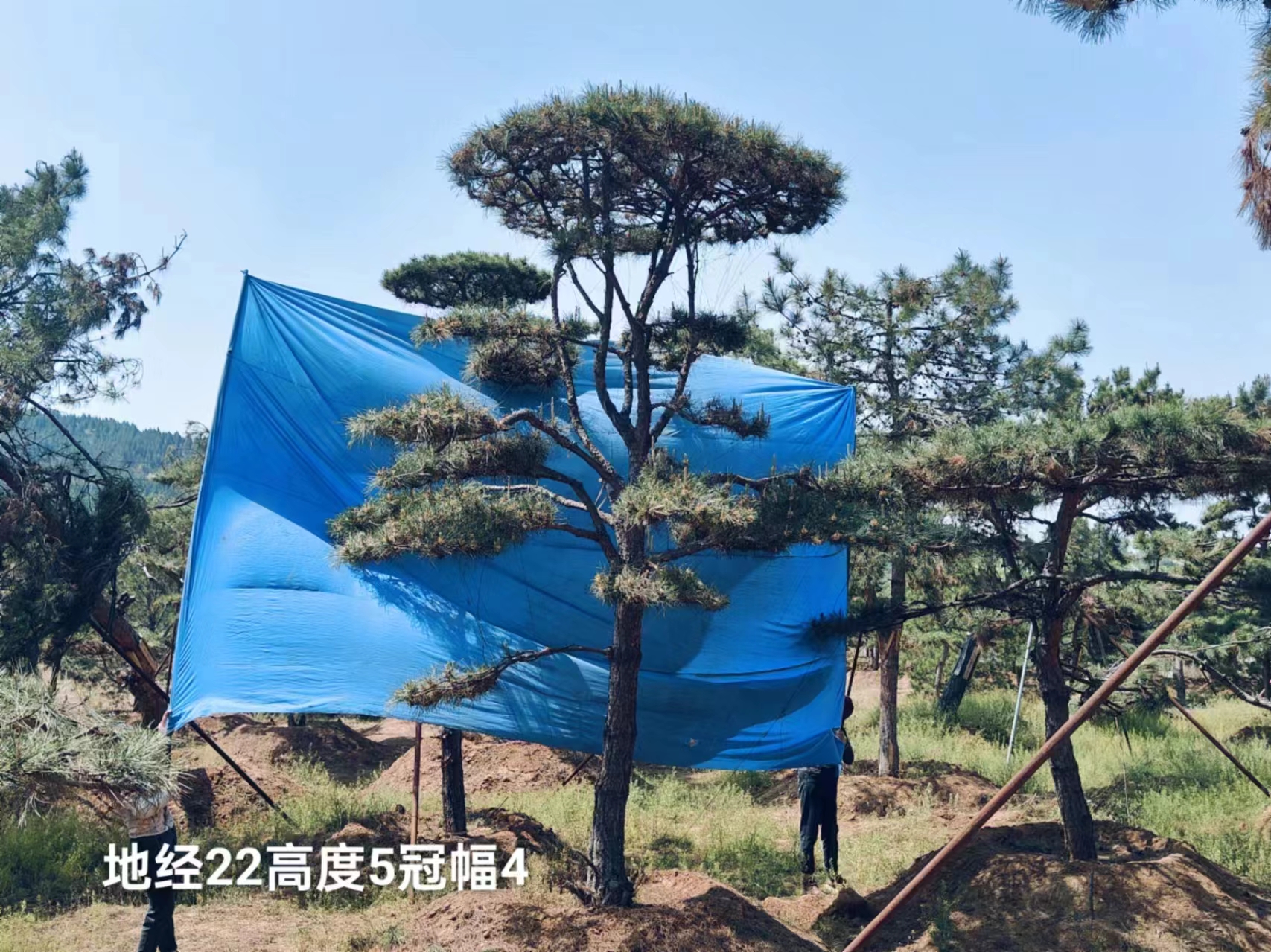 造型松