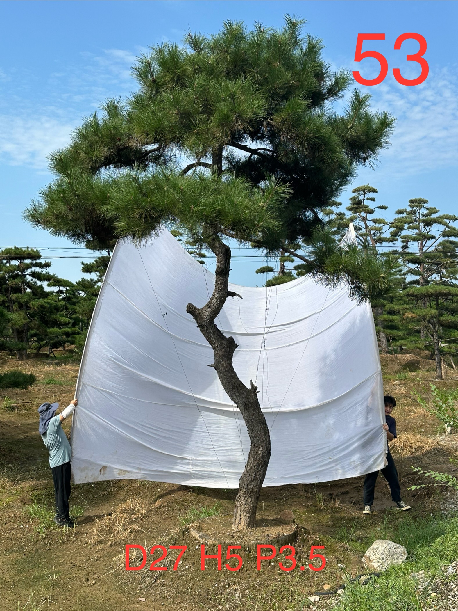 志一万六53.jpg