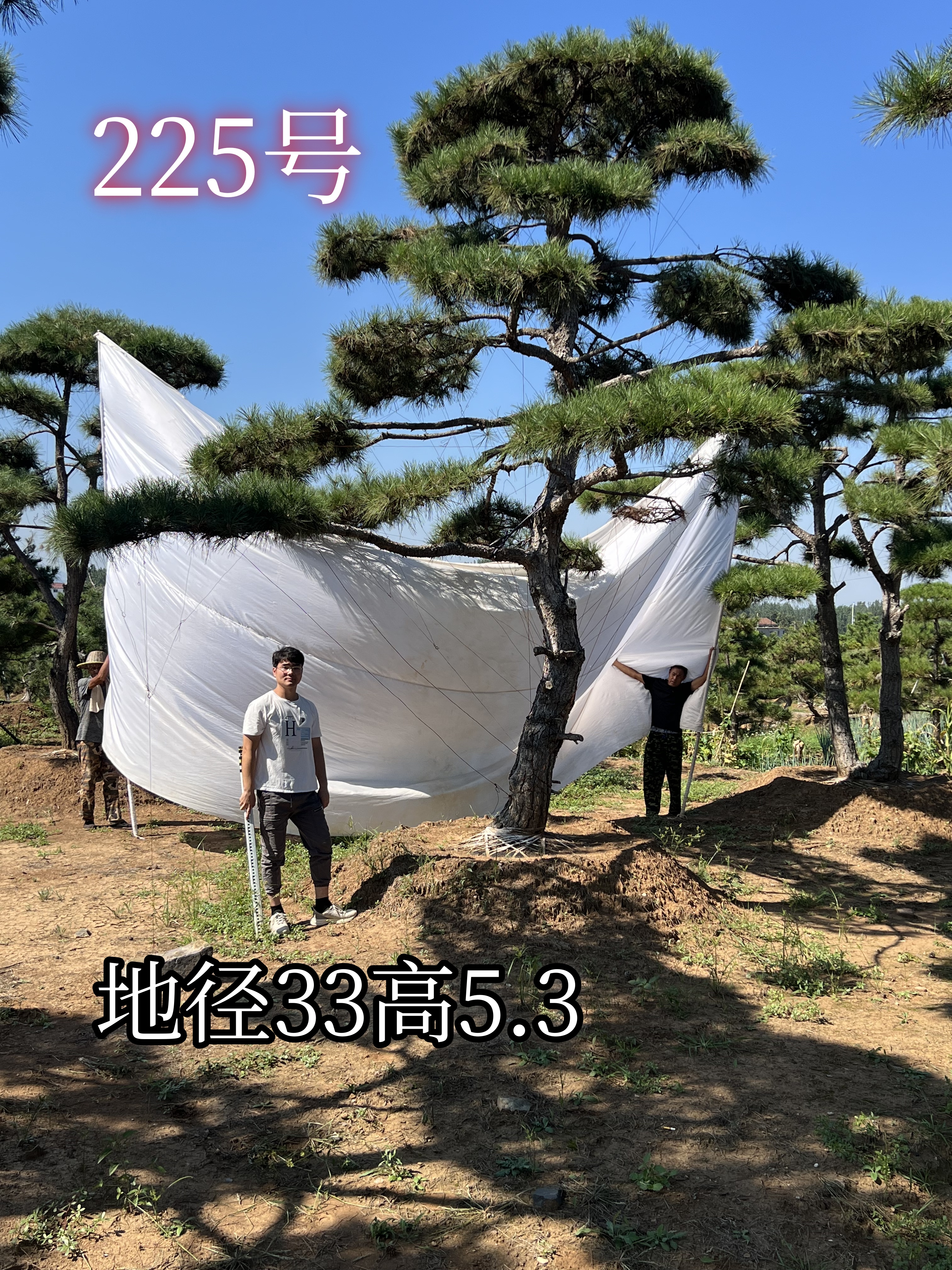造型松jpg